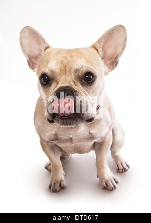 French bulldog with tongue out licking mouth isolated on white Stock Photo
