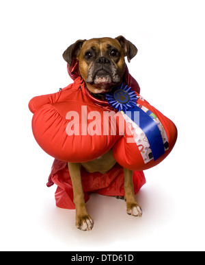 Boxer dog with large boxing gloves and blue ribbon sitting isolated on white background Stock Photo