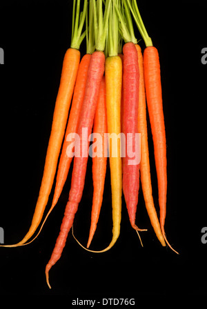 Delicious red, yellow, and orange organic carrots isolated on black. Stock Photo