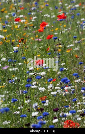 flowerbed, flower-bed, flower bed, flowery meadow, Flower meadow, poppy, bunte Blumenwiese, Wildkräuter-Wiese, Wildkräuter, Mohn Stock Photo