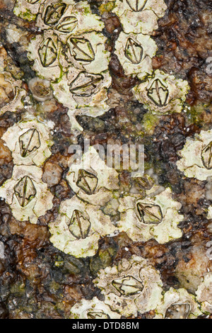 New Zealand barnacle, Australasian barnacle, Elminius modestus, Austrominius modestus, Australische Seepocke, Australseepocke