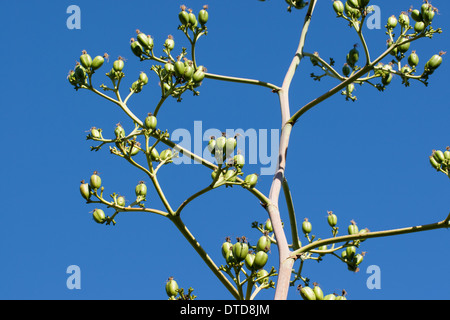 Century plant, maguey, American agave, American aloe, Amerikanische Agave, Früchte, Hundertjährige Agave, Agave americana Stock Photo