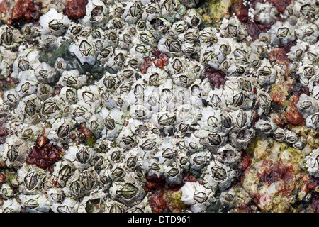 New Zealand barnacle, Australasian barnacle, Elminius modestus, Austrominius modestus, Australische Seepocke, Australseepocke