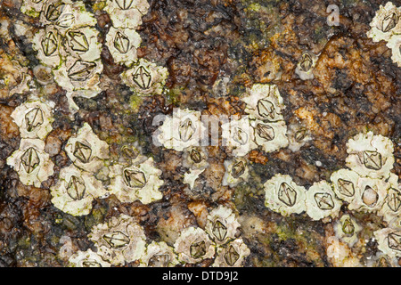 New Zealand barnacle, Australasian barnacle, Elminius modestus, Austrominius modestus, Australische Seepocke, Australseepocke