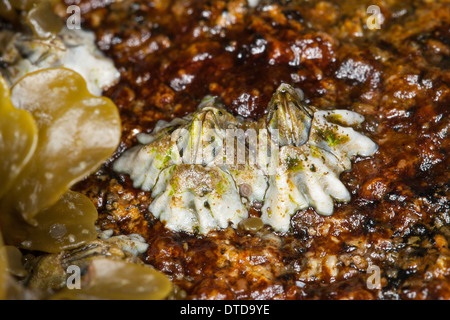 New Zealand barnacle, Australasian barnacle, Elminius modestus, Austrominius modestus, Australische Seepocke, Australseepocke