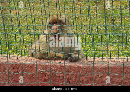Macaque monkey in captivity. Wild animal at the zoo. Stock Photo