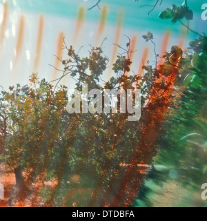 Trees and sky on a sunny day abstract landscape distorted through paint smudged glass. Stock Photo