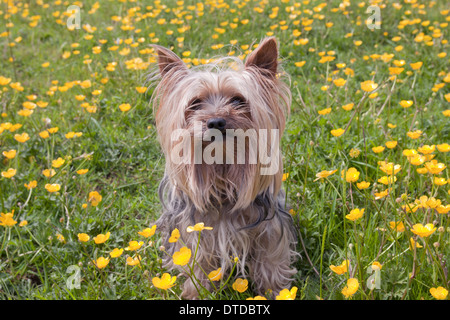 yorkshire terrier, adult, sitting in buttercup meadow Stock Photo