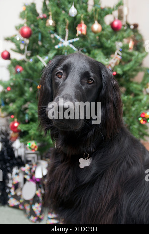 flat coated retriever christmas ornaments