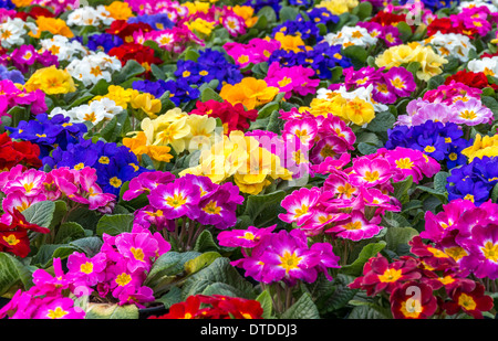 Central focus on a group of brightly colored Primroses Stock Photo