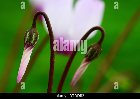 Young Cyclamen ready to bloom Stock Photo