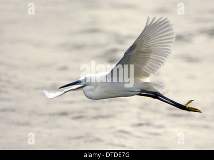 Little egret Flying  Over water Stock Photo