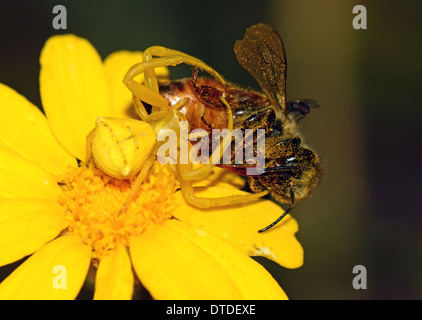 Camouflaged spider eat bee on flower Stock Photo