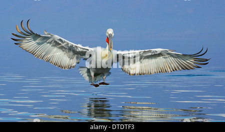 Dalmatian Pelican landing on Lake Kerkini Stock Photo