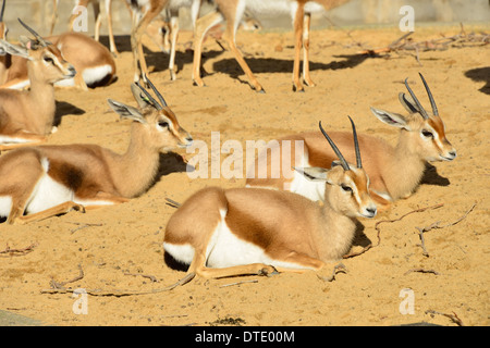 Europe,Spain, Barcelona, Animal, antelope, Stock Photo