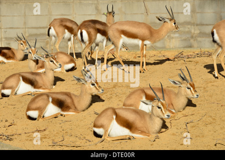 Europe,Spain, Barcelona, Animal, antelope, Stock Photo