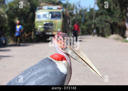 Ethiopia, Africa, Hawassa, Awassa, Awasa, the Great Rift Valley Stock Photo