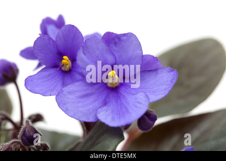 flowering saintpaulia isolated on white background Stock Photo