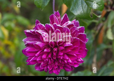 Closeup of frozen Dahlia flower covered with snow in the garden nobody ...