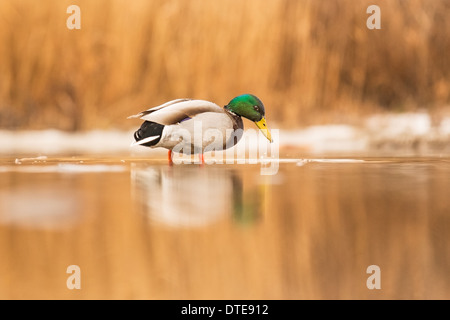 Adult male Mallard (Anas platyrhynchos)searching for food in a marsh Stock Photo