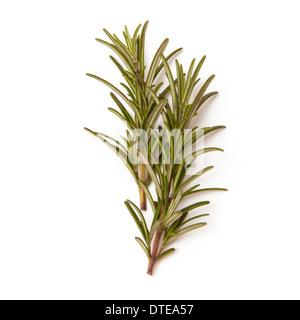 Sprigs of rosemary isolated on a white studio background Stock Photo