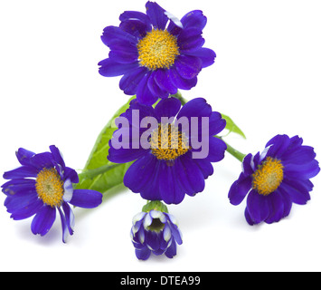Florists Cineraria isolated on white background Stock Photo
