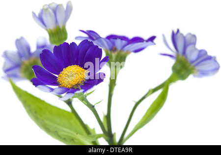 Florists Cineraria isolated on white background Stock Photo