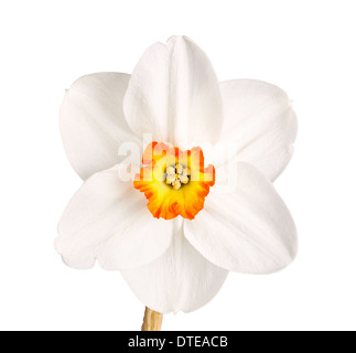 Single flower and stem of the red-rimmed, small yellow cup daffodil cultivar Excitement against a white background Stock Photo