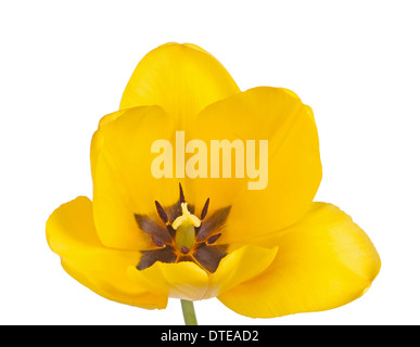 Open flower of a yellow tulip cultivar (Tulipa species) with stigma and black anthers isolated against a white background Stock Photo