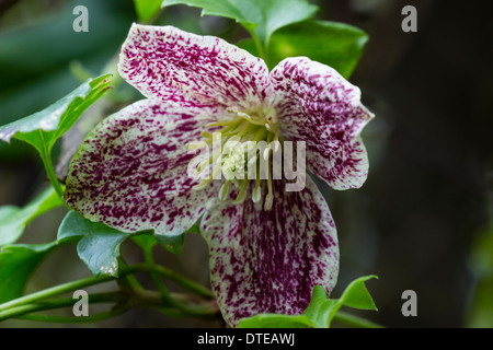 Single flower of Clematis cirrhosa var purpurascens 'Freckles' in a private Plymouth garden Stock Photo