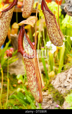 Pitchers of the carnivorous pitcher plant, Nepenthes x mixta Stock Photo