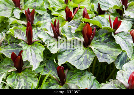 Carpet of spring flowering Trillium chloropetalum 'Rubrum' in a Plymouth garden Stock Photo