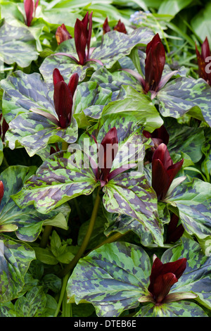 Carpet of spring flowering Trillium chloropetalum 'Rubrum' in a Plymouth garden Stock Photo