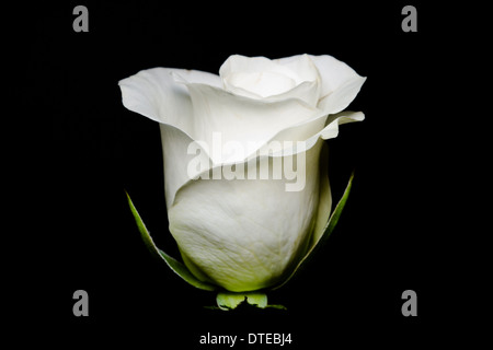 White rose wall art taken on a black drop. A simple and minimal portrait of this beautiful flower. Stock Photo