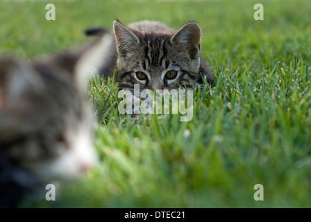 Two kittens play with each other on a grassy lawn in Northern California. © Craig M. Eisenberg