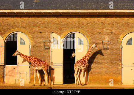 Giraffes in London zoo Stock Photo