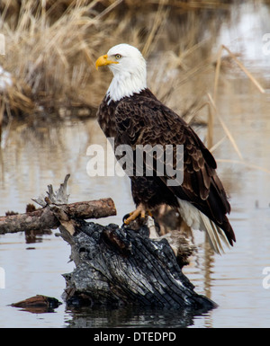 Bald Eagle in Farmington Bay, Utah Stock Photo