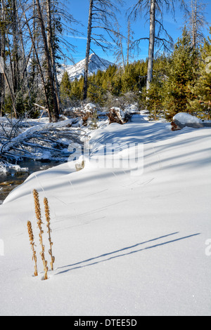 Three weeds in nature winter with snow and mountain Stock Photo