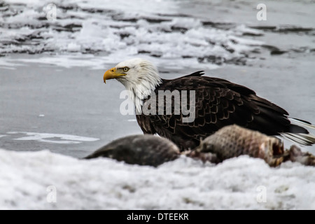 Mature Bald Eagle near fish at Farmington Bay, Utah Stock Photo