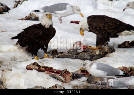 Bald Eagles during winter fish feast at Farmington Bay Utah Stock Photo