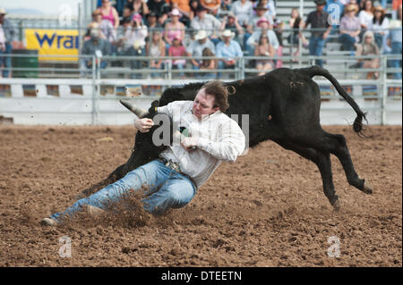 Tucson, Arizona, USA. 16th Feb, 2014. JASON FROMM wrestles a steer ...