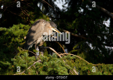 Great Blue Heron (Ardea herodias) standing on branch of tree, preening at Nanaimo, Vancouver Island, BC, Canada in October Stock Photo