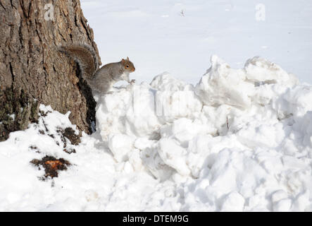 Boston, USA. 16th Feb, 2014. A squirrel looks for food after overnight snowfall in Boston, Massachusetts, the United States, Feb. 16, 2014. Credit:  Yin Bogu/Xinhua/Alamy Live News Stock Photo