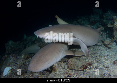 Pair of Tawny Nurse Sharks, Nebrius ferrugineus, lying together, Vabbinfaru, North Male Atoll, The Maldives Stock Photo