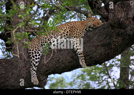 African Leopard resting on tree, Sabi Sabi Game Reserve, Kruger national park, South Africa / (Panthera pardus) Stock Photo