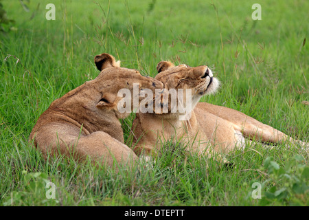 African Lions, lionesses, Sabi Sabi Game Reserve, Kruger national park, South Africa / (Panthera leo) Stock Photo