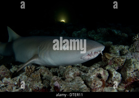 Tawny Nurse Shark, Nebrius ferrugineus, resting on sea floor, Vabbinfaru, North Male Atoll, The Maldives Stock Photo
