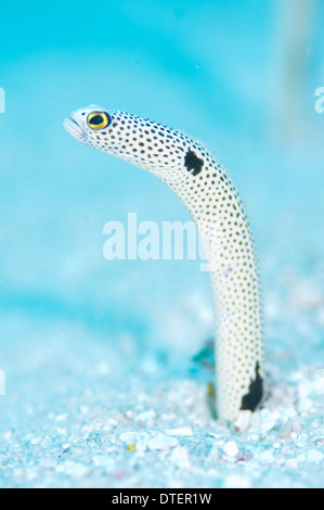 Spotted Garden Eel, Heteroconger hassi, The Maldives Stock Photo