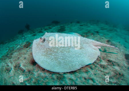 A Thorny Ray, Urogymnus asperrimus, swimming over reef, profile, South Malé Atoll, The Maldives Stock Photo