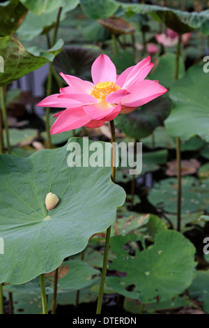 Indian Lotus, Kota Kinabalu, Sabah, Borneo, Malaysia / (Nelumbo nucifera) Stock Photo